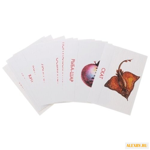 Набор карточек Маленький гений